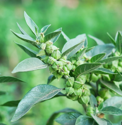 Ashwagandha