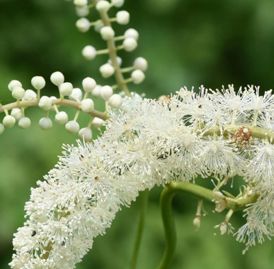 Black Cohosh