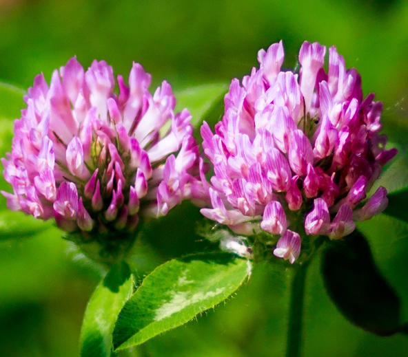 Red Clover 80 mg