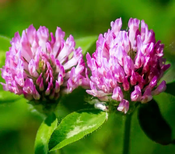 Red Clover 80 mg
